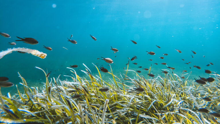 C:DCIM100GOPROGOPR0992.GPR