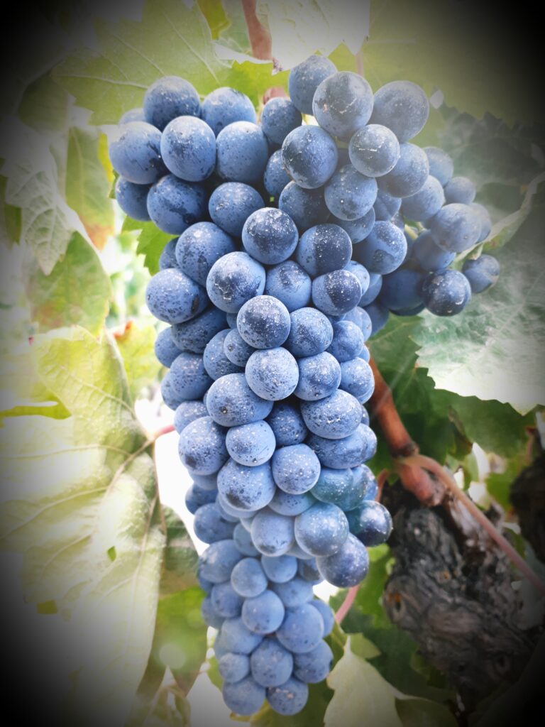 20210902_200317 - Roberto Matzeu