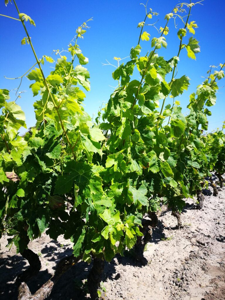 IMG-20250222-WA0021 - Bettina Caddeo