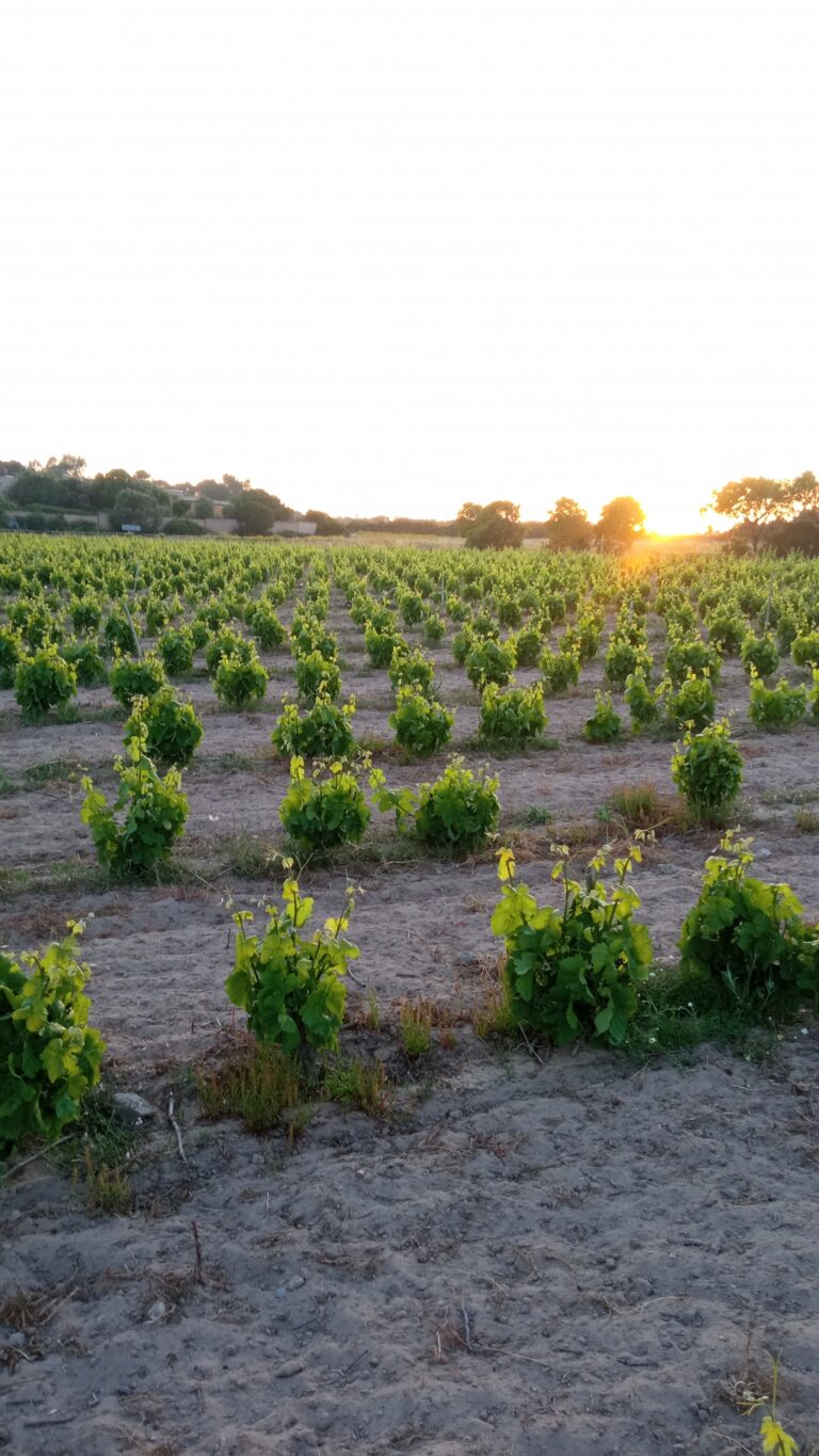 IMG_20230505_201358 - Giuseppe Latte