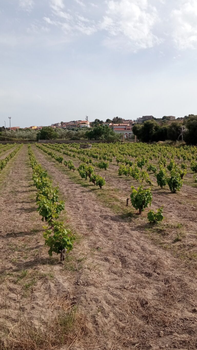 IMG_20230507_170709 - Giuseppe Latte