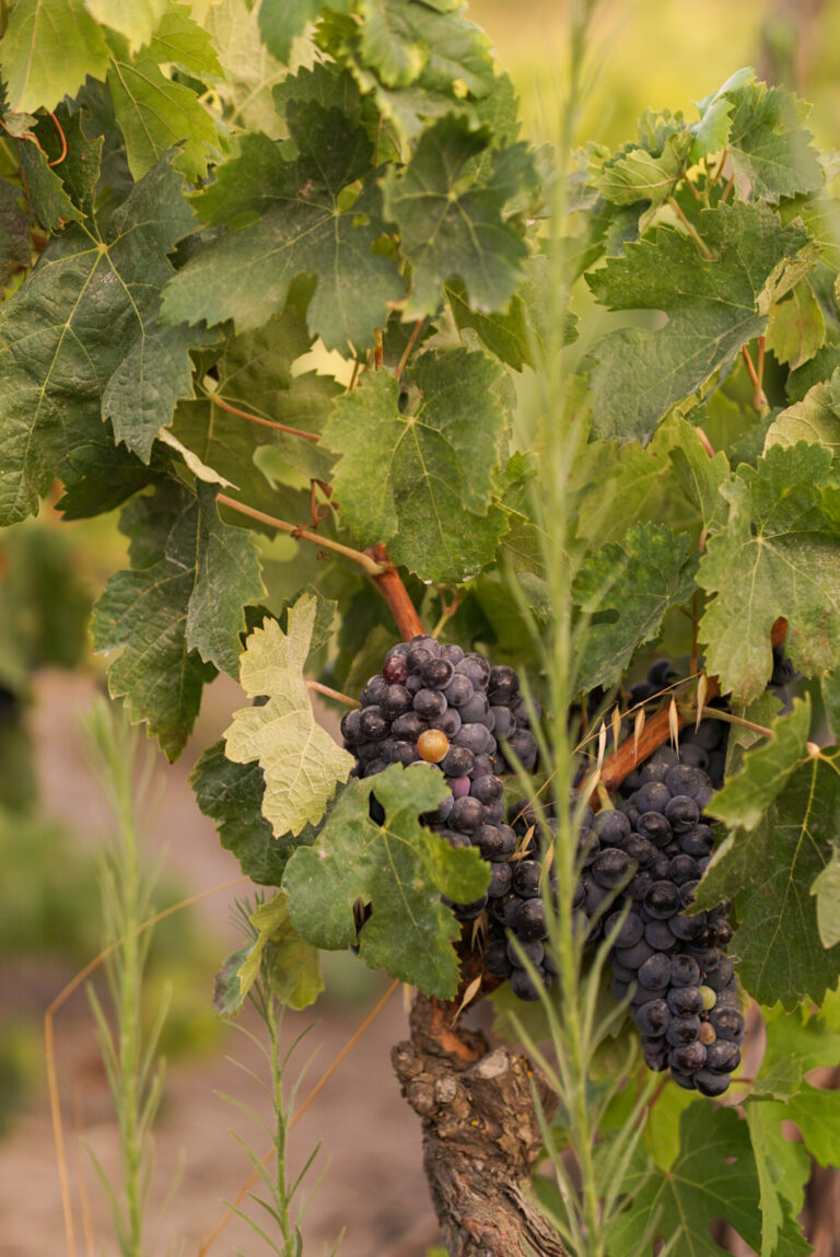 IMG_9066 - Chiara Tocco