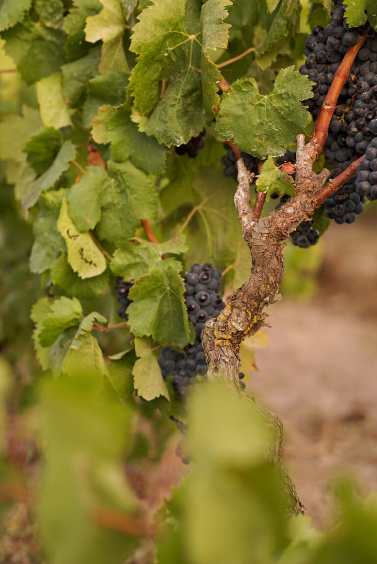 IMG_9067 - Chiara Tocco