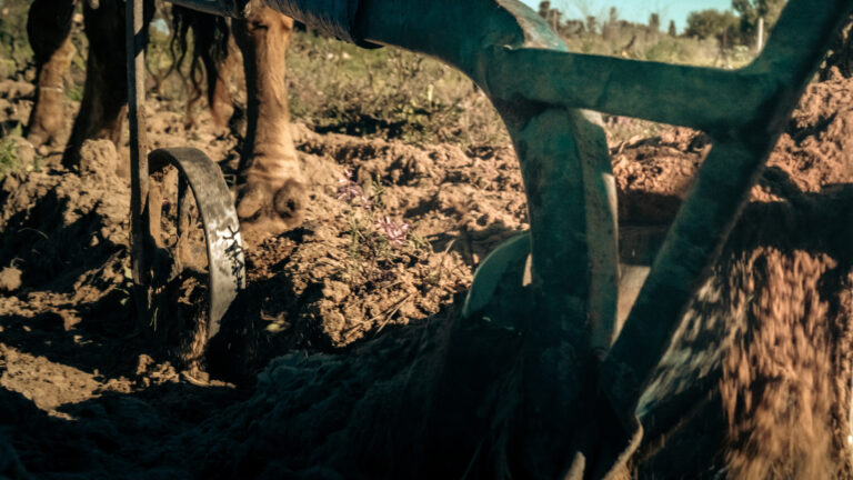 AtomFilms.Sant'Antioco-055