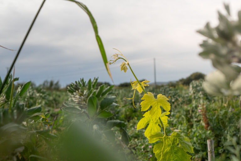 visitsant'antioco-atomrahfilms-139