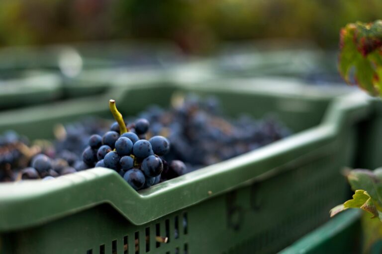 IMG-20250222-WA0024 - Bettina Caddeo