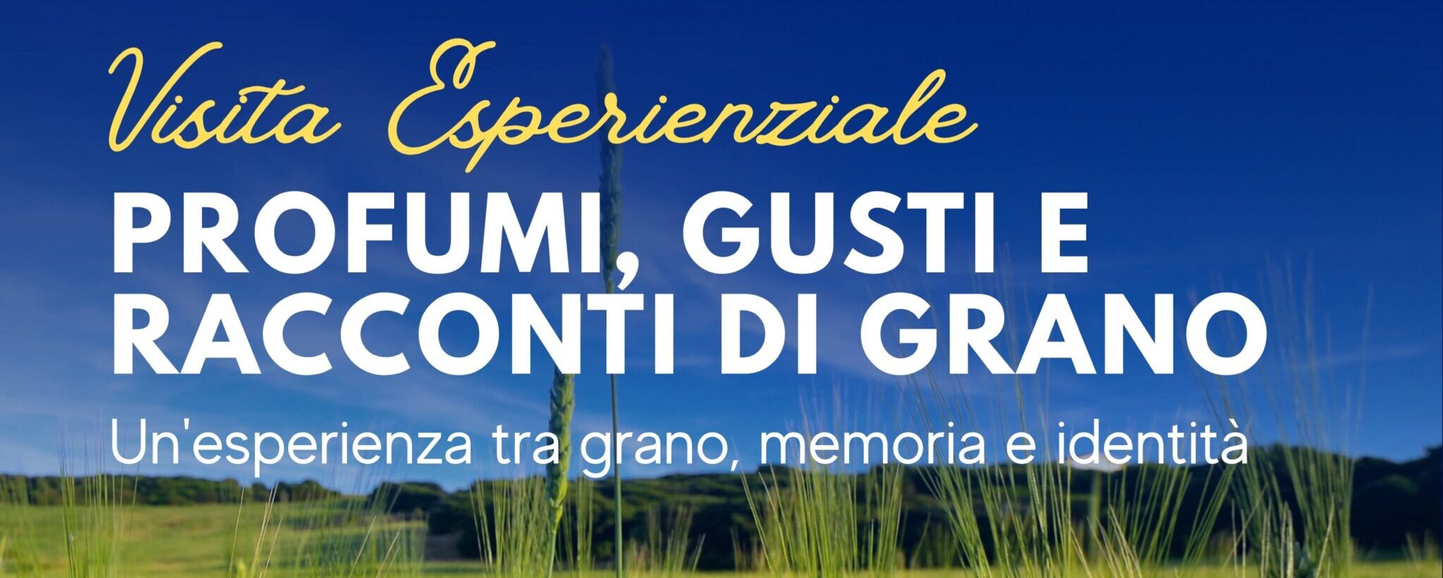 18 ago profumidi grano